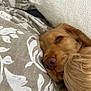 Simba participe au concours pour gagner de l'argent avec cette photo : dog, golden, sleepy, close_up, bed, bedding, patterned, beige, white, fur, cozy, resting, pet, domestic_animal, animal, comfort, indoor, soft, snuggled, relaxed