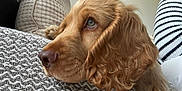 Simba a rejoint le concours — aidez-le/la à gagner de superbes lots ! dog, golden_retriever, pet, close_up, cushion, resting, curly_fur, indoors, texture, brown, snout, nostrils, ear, fur, animal, looking_up, soft_light, comfortable, cozy, portrait