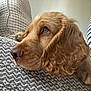 dog, golden_retriever, pet, close_up, cushion, resting, curly_fur, indoors, texture, brown, snout, nostrils, ear, fur, animal, looking_up, soft_light, comfortable, cozy, portrait