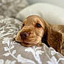 Simba a rejoint le concours — aidez-le/la à gagner de superbes lots ! puppy, dog, close_up, resting, blanket, brown, cute, young, pet, animal, soft, cozy, indoor, fur, sleepy, face, portrait, domestic, young_dog, relaxed
