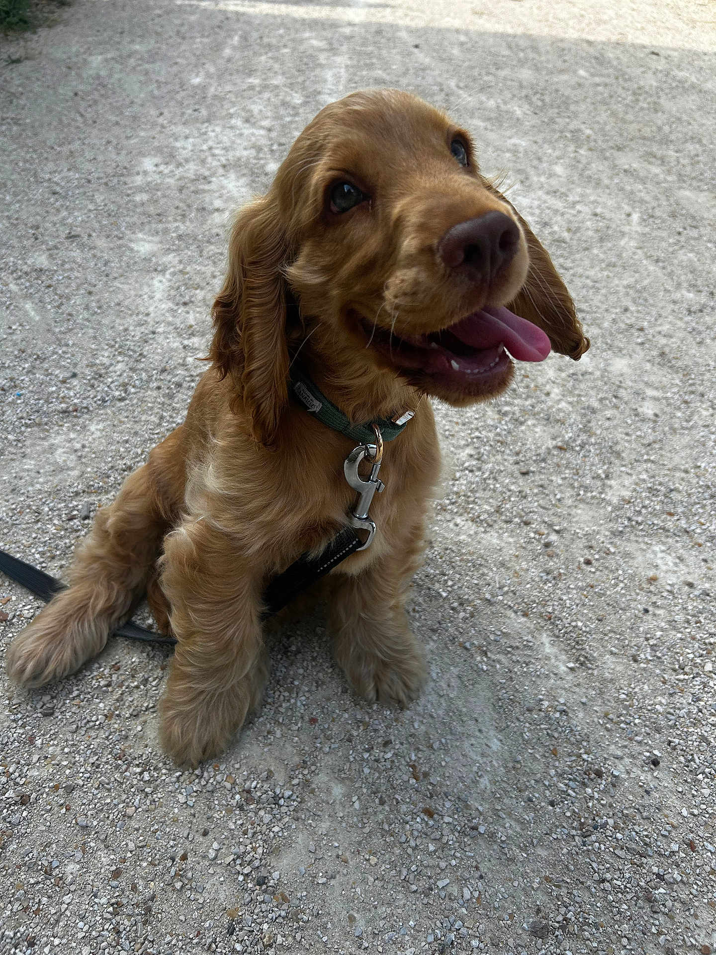 Simba participe au concours pour gagner de l'argent avec cette photo : dog, puppy, golden_brown, sitting, tongue_out, collar, leash, outdoor, gravel, happy, pet, canine, fur, close_up, animal, young_dog, playful, friendly, cute, looking_up