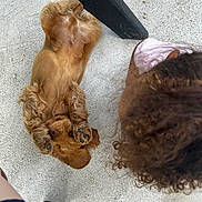 Simba participe au concours pour gagner de l'argent avec cette photo : puppy, dog, playing, concrete, curly_hair, person, outdoor, pet, brown_fur, paw, cute, animal, young_dog, head, fur, looking_down, interaction, human, legs, casual