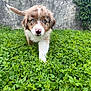 Aïko a rejoint le concours — aidez-le/la à gagner de superbes lots ! puppy, dog, grass, greenery, outdoor, cute, animal, pet, young_dog, nature, fur, nose, blue_eyes, walking, playful, curious, leafy, small_dog, ground_cover, wall