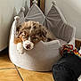 Aïko a rejoint le concours — aidez-le/la à gagner de superbes lots ! puppy, dog, pet_bed, crown_shaped_bed, sleeping, cozy, indoor, floor_tiles, toy, rope_toy, black_cushion, cute, fluffy, resting, animal, young_dog, home, comfort, relaxation, fur