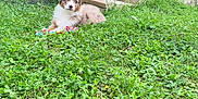 Aïko a rejoint le concours — aidez-le/la à gagner de superbes lots ! puppy, dog, grass, outdoor, stairs, toy, greenery, tree, pet, nature, animal, young_dog, playful, fur, garden, relaxing, cute, canine, small_dog, daylight