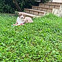 puppy, dog, grass, outdoor, stairs, toy, greenery, tree, pet, nature, animal, young_dog, playful, fur, garden, relaxing, cute, canine, small_dog, daylight