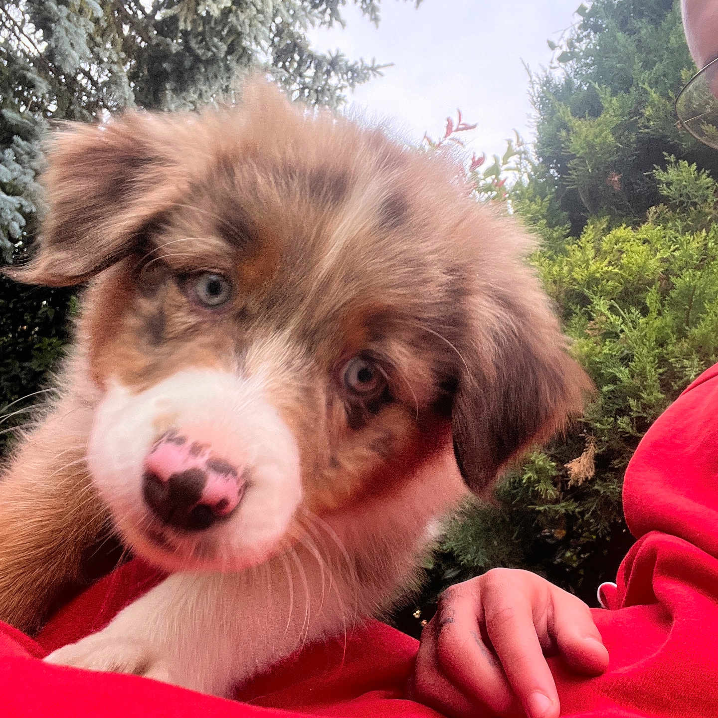 Aïko participe au concours pour gagner de l'argent avec cette photo : adorable, animal, blue_eyes, close_up, companion, curious, cute, dog, fluffy, fur, greenery, hand, nature, nose, outdoor, person, pet, puppy, red_clothing, young