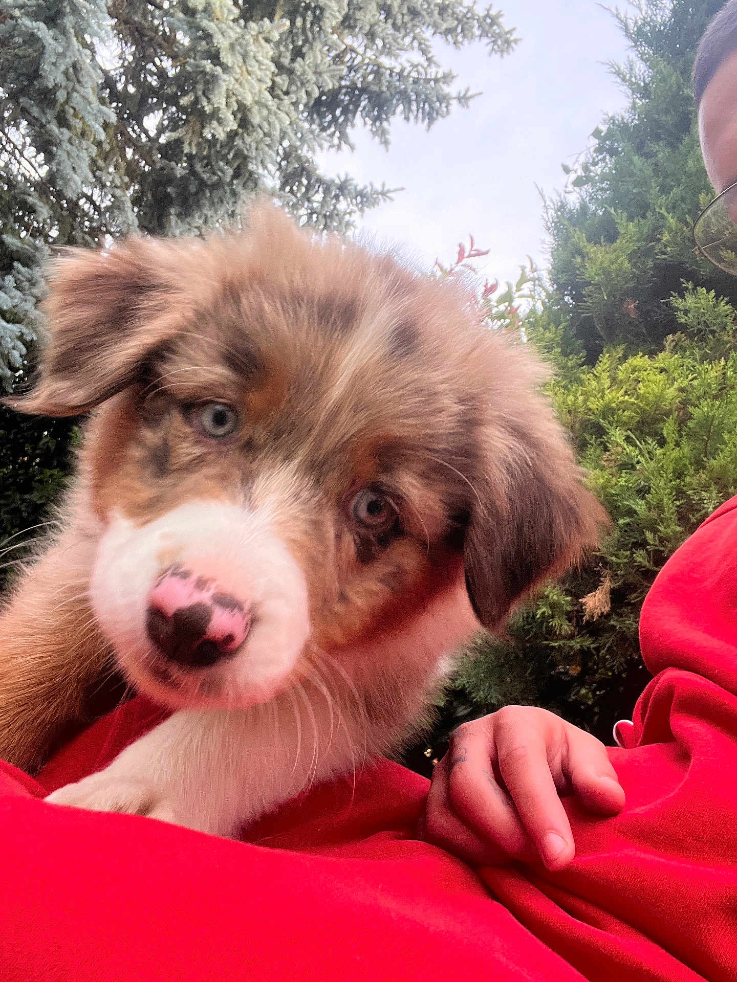 Aïko participe au concours pour gagner de l'argent avec cette photo : puppy, dog, pet, animal, cute, fluffy, blue_eyes, outdoor, nature, greenery, person, hand, red_clothing, nose, close_up, fur, curious, young, companion, adorable