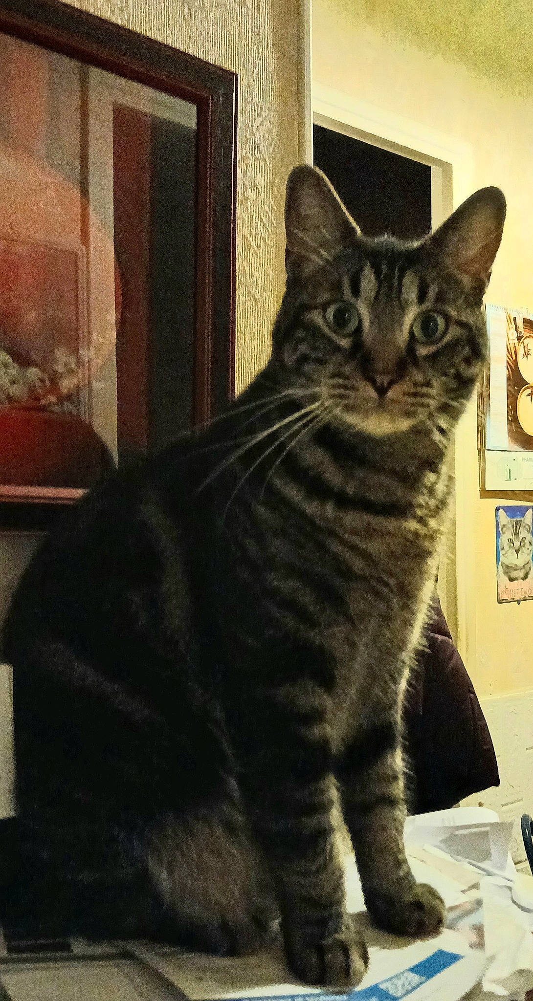 Sacha a rejoint le concours — aidez-le/la à gagner de superbes lots ! carnivore, cat, domestic_short_haired_cat, felidae, fixture, fur, sitting, small_to_medium_sized_cats, snout, terrestrial_animal, whiskers, window