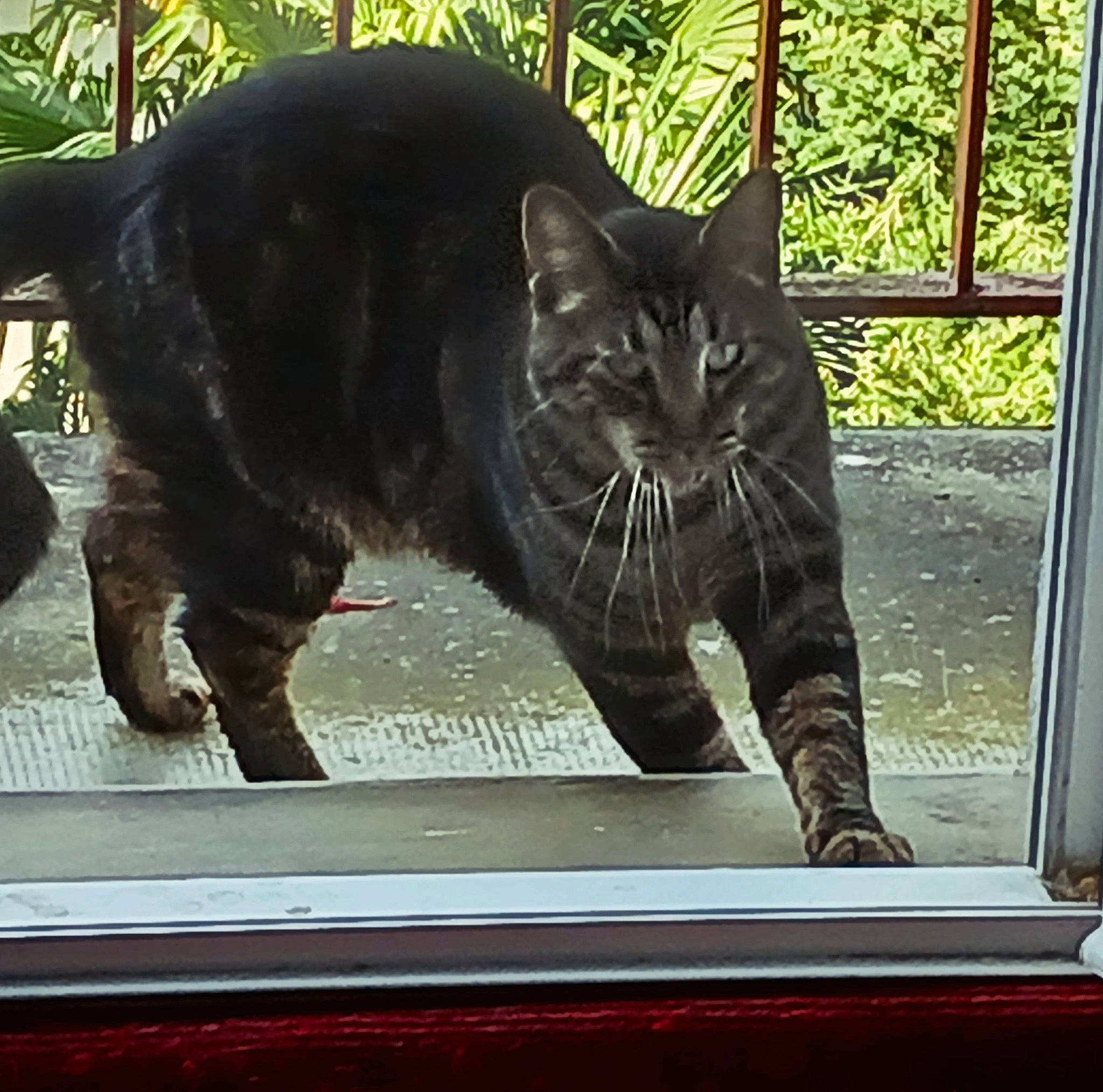 Sacha a rejoint le concours — aidez-le/la à gagner de superbes lots ! black_cat, carnivore, cat, domestic_short_haired_cat, felidae, fur, glass, grass, grey, plant, rectangle, small_to_medium_sized_cats, snout, tail, terrestrial_animal, tints_and_shades, tree, whiskers, window, wood