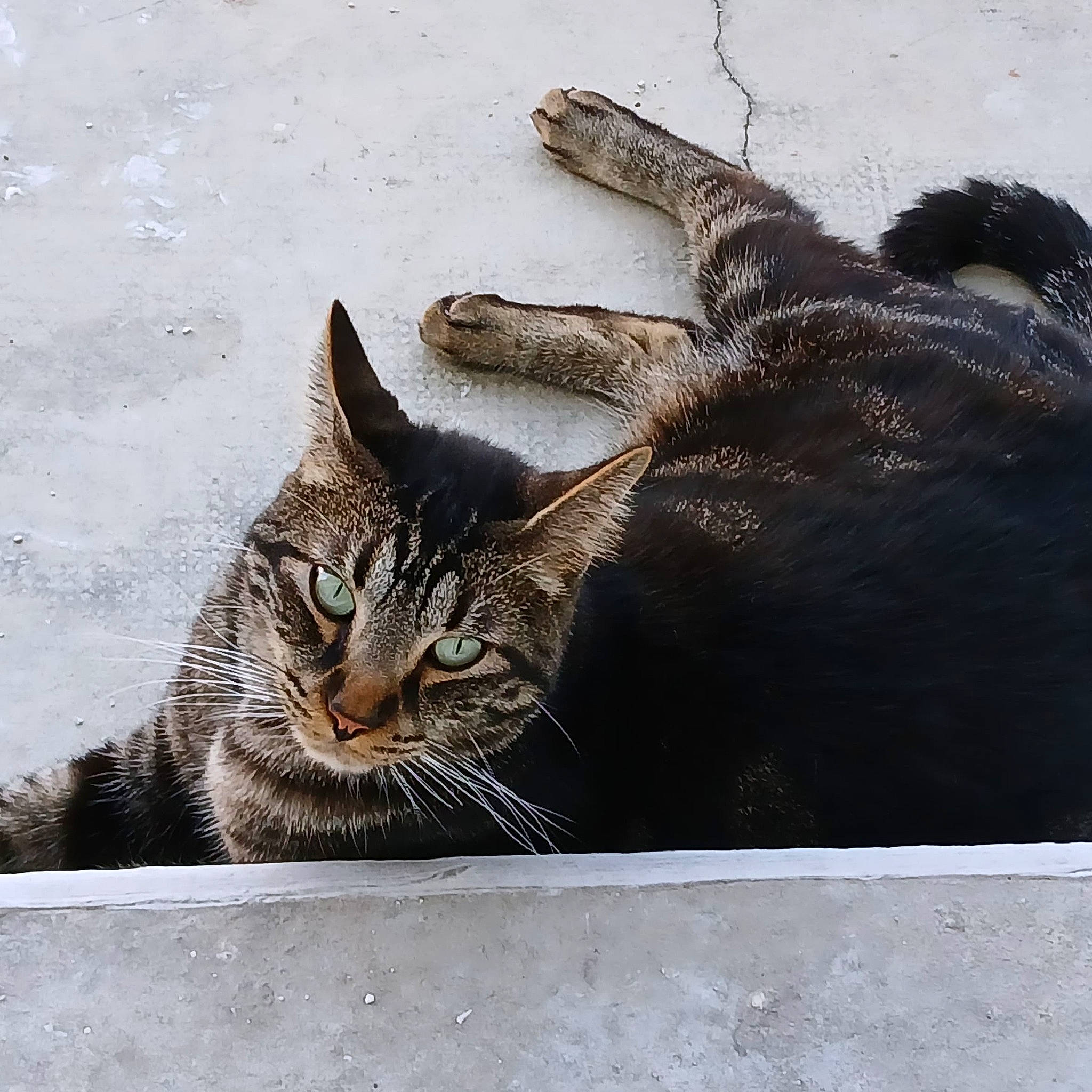 Sacha a rejoint le concours — aidez-le/la à gagner de superbes lots ! asphalt, carnivore, cat, claw, domestic_short_haired_cat, eye, felidae, fur, grass, head, paw, road_surface, sitting, small_to_medium_sized_cats, snout, tail, terrestrial_animal, whiskers, wildlife, window