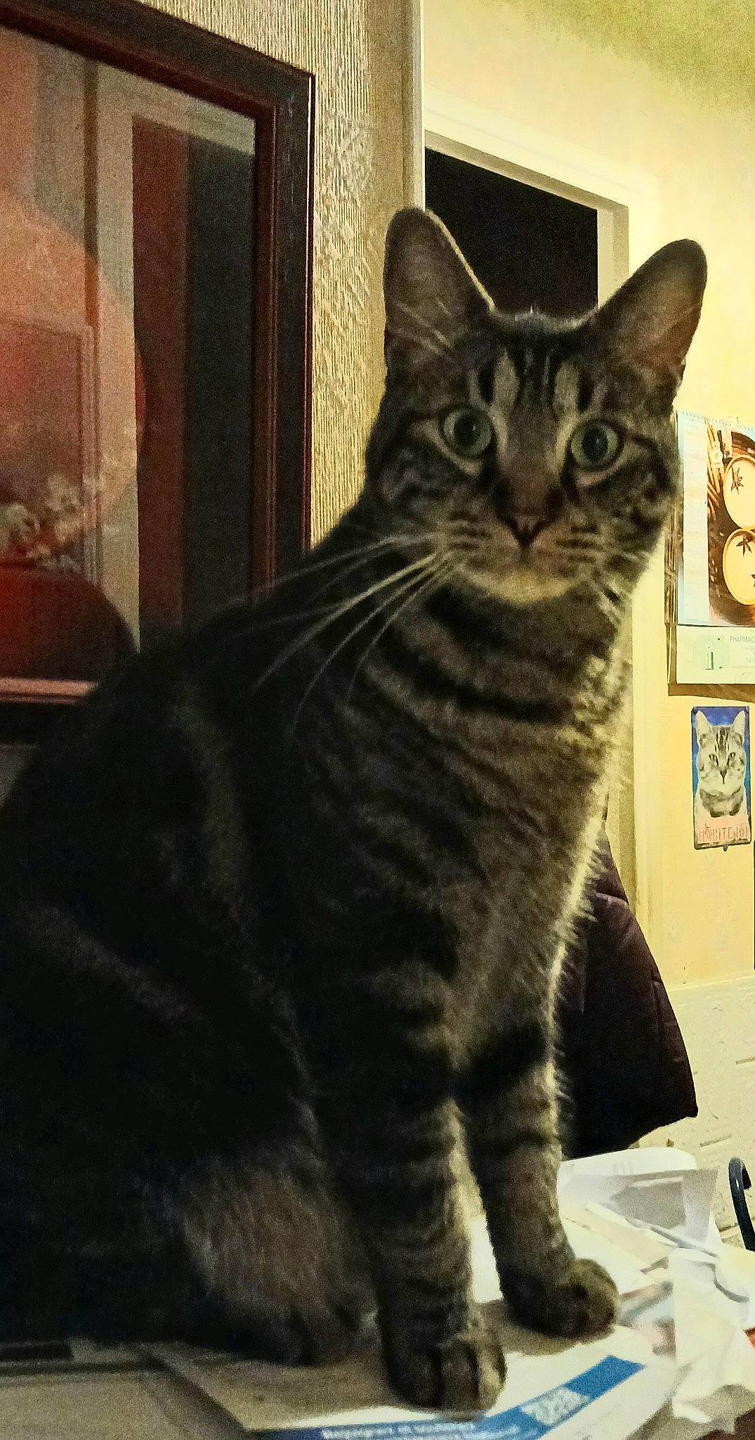 Sacha a rejoint le concours — aidez-le/la à gagner de superbes lots ! carnivore, cat, domestic_short_haired_cat, felidae, fixture, fur, paw, picture_frame, small_to_medium_sized_cats, snout, tail, terrestrial_animal, whiskers, window