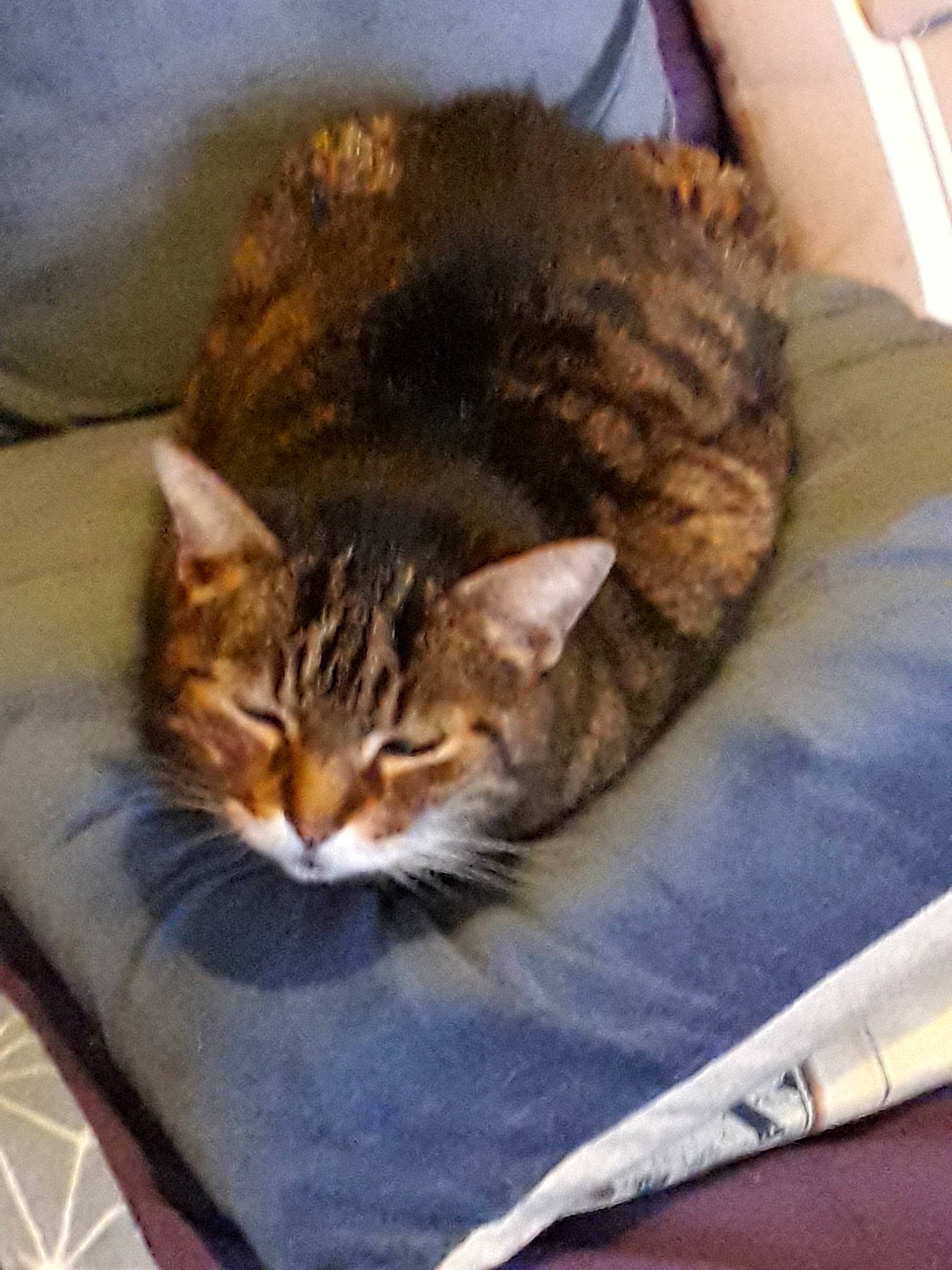 Gavroche a rejoint le concours — aidez-le/la à gagner de superbes lots ! aegean_cat, asian, california_spangled, carnivore, cat, domestic_short_haired_cat, dragon_li, european_shorthair, felidae, fur, kitten, nap, sleep, small_to_medium_sized_cats, tabby_cat, whiskers, wild_cat