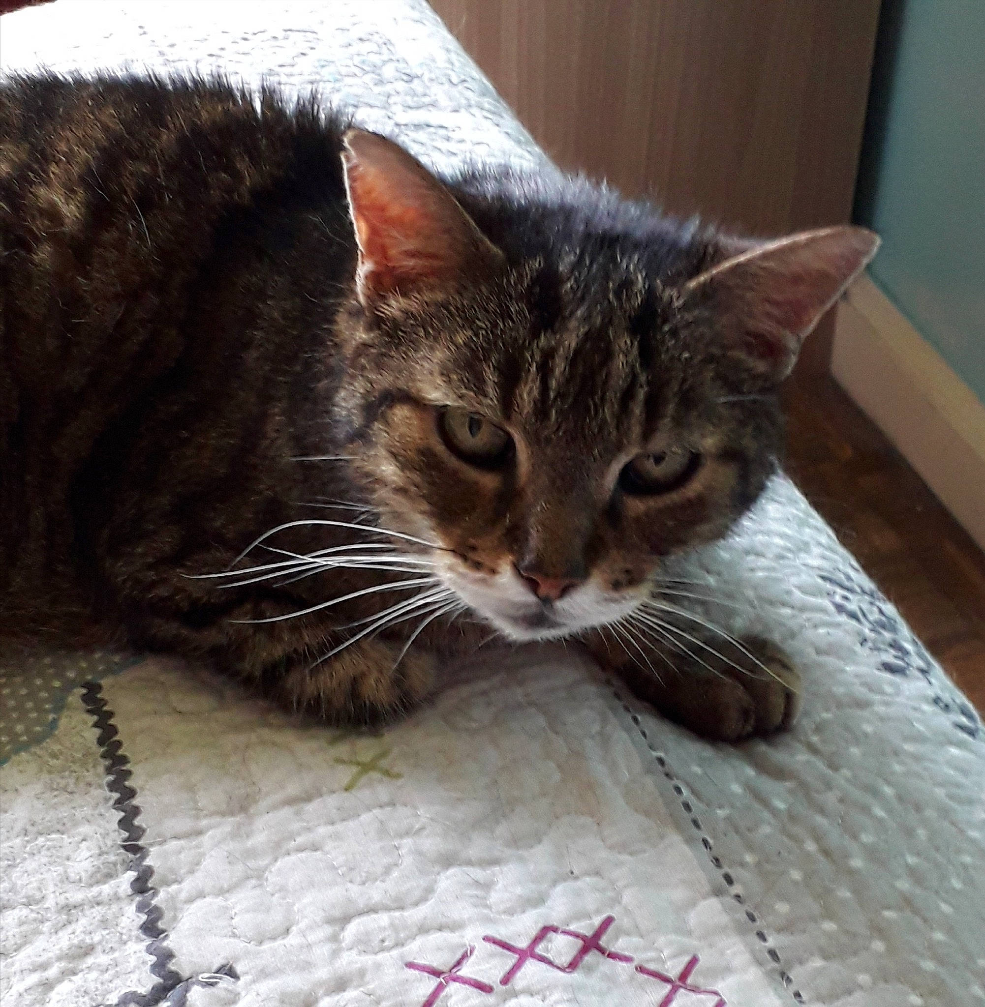 Gavroche participe au concours pour gagner de l'argent avec cette photo : aegean_cat, american_shorthair, american_wirehair, asian, california_spangled, carnivore, cat, domestic_short_haired_cat, dragon_li, european_shorthair, felidae, fur, kitten, mammal, pixie_bob, polydactyl_cat, small_to_medium_sized_cats, snout, tabby_cat, whiskers