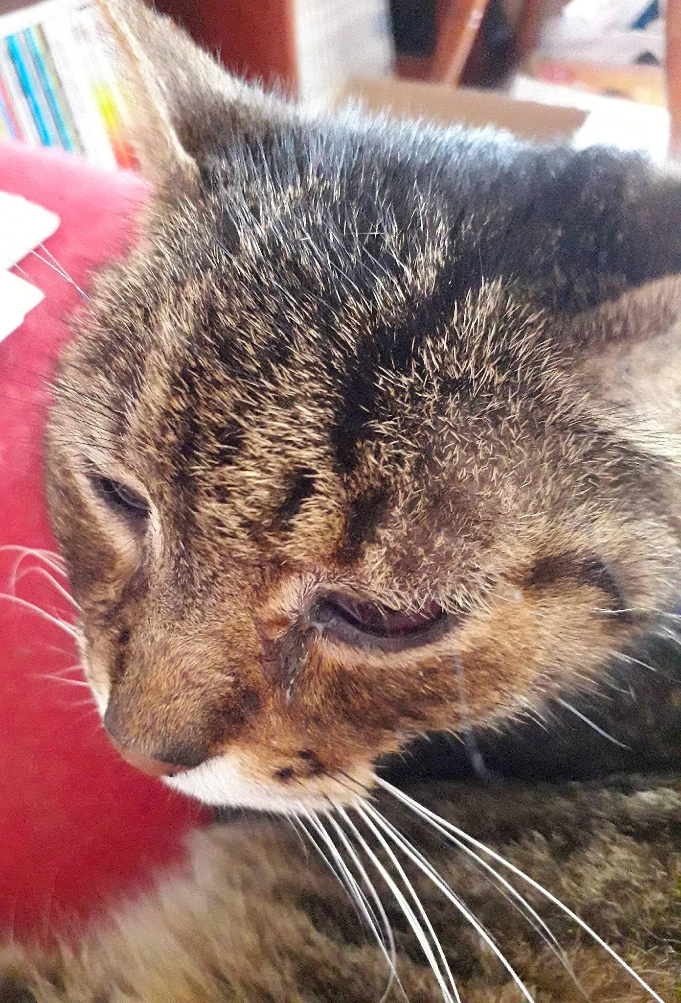 Gavroche a rejoint le concours — aidez-le/la à gagner de superbes lots ! asian, carnivore, cat, close_up, domestic_short_haired_cat, european_shorthair, felidae, fur, mammal, nose, small_to_medium_sized_cats, snout, tabby_cat, whiskers