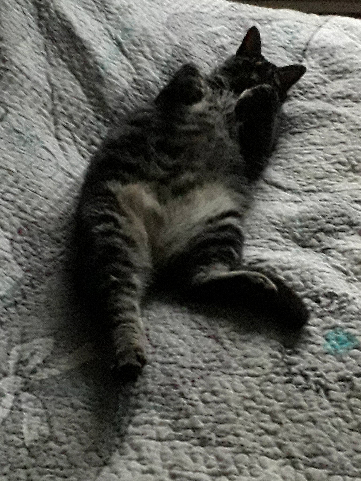 Mambo a rejoint le concours — aidez-le/la à gagner de superbes lots ! black_and_white, carnivore, cat, claw, domestic_short_haired_cat, european_shorthair, felidae, kitten, nebelung, russian_blue, small_to_medium_sized_cats, snout, tabby_cat, tail, whiskers