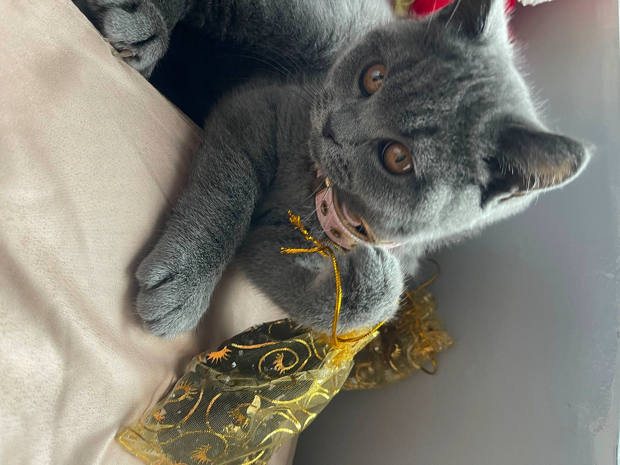 Shona is registered to the contest to win money with this photo: art, black_cat, carnivore, cat, cat_toy, claw, domestic_short_haired_cat, felidae, fur, gesture, grey, pattern, paw, russian_blue, sleeve, small_to_medium_sized_cats, snout, tail, visual_arts, whiskers