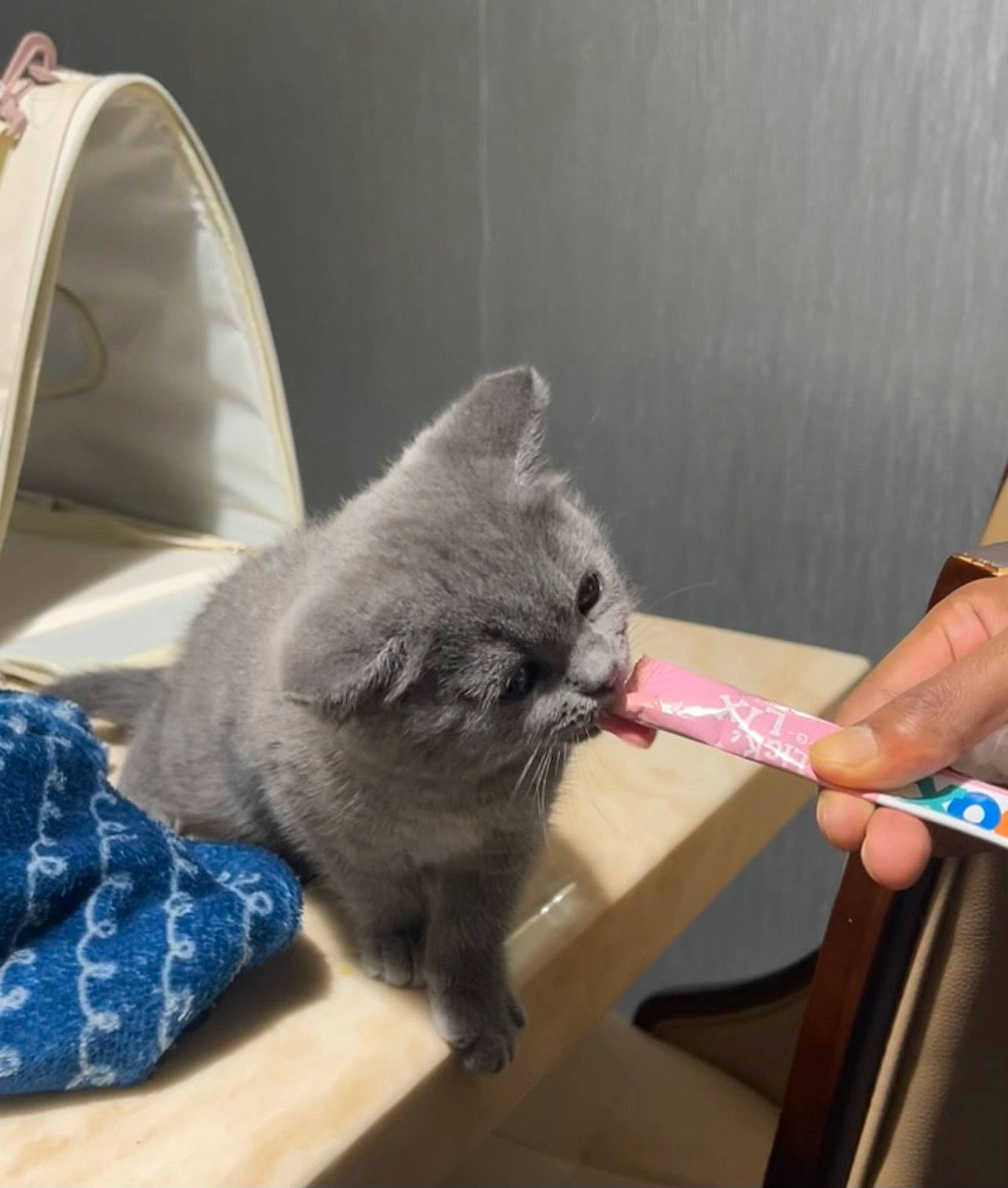 Shona is registered to the contest to win money with this photo: box, carnivore, cat, chair, claw, comfort, domestic_short_haired_cat, fawn, felidae, fur, glass, grey, houseplant, paw, russian_blue, small_to_medium_sized_cats, snout, table, tail, whiskers