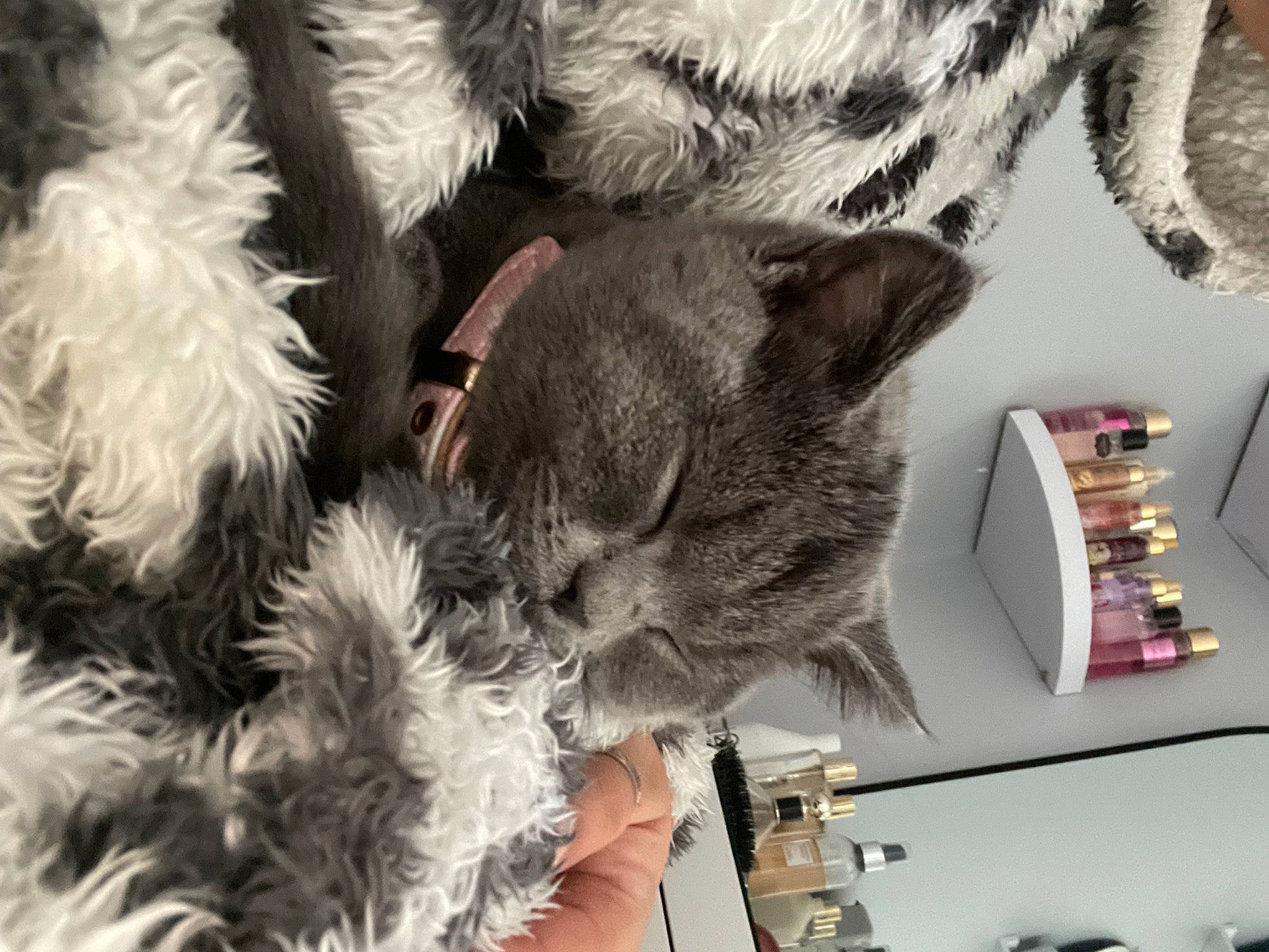 Shona joined the competition — help win amazing prizes! canidae, carnivore, cat, comfort, domestic_short_haired_cat, felidae, fur, grey, monochrome_photography, paw, plant, shelf, small_to_medium_sized_cats, snout, tail, tree, whiskers