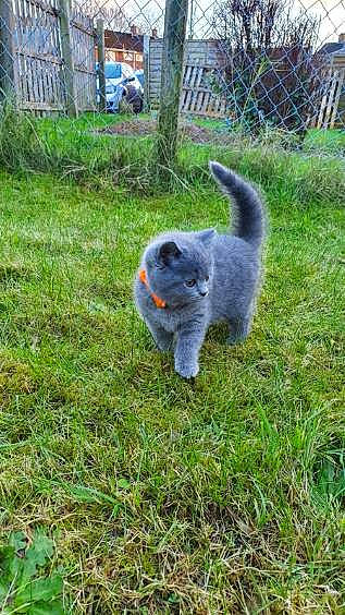 Shona joined the competition — help win amazing prizes! canidae, carnivore, companion_dog, dog_breed, fawn, felidae, fence, fur, garden, grass, groundcover, plant, small_to_medium_sized_cats, sporting_group, tail, terrestrial_animal, tree, yard