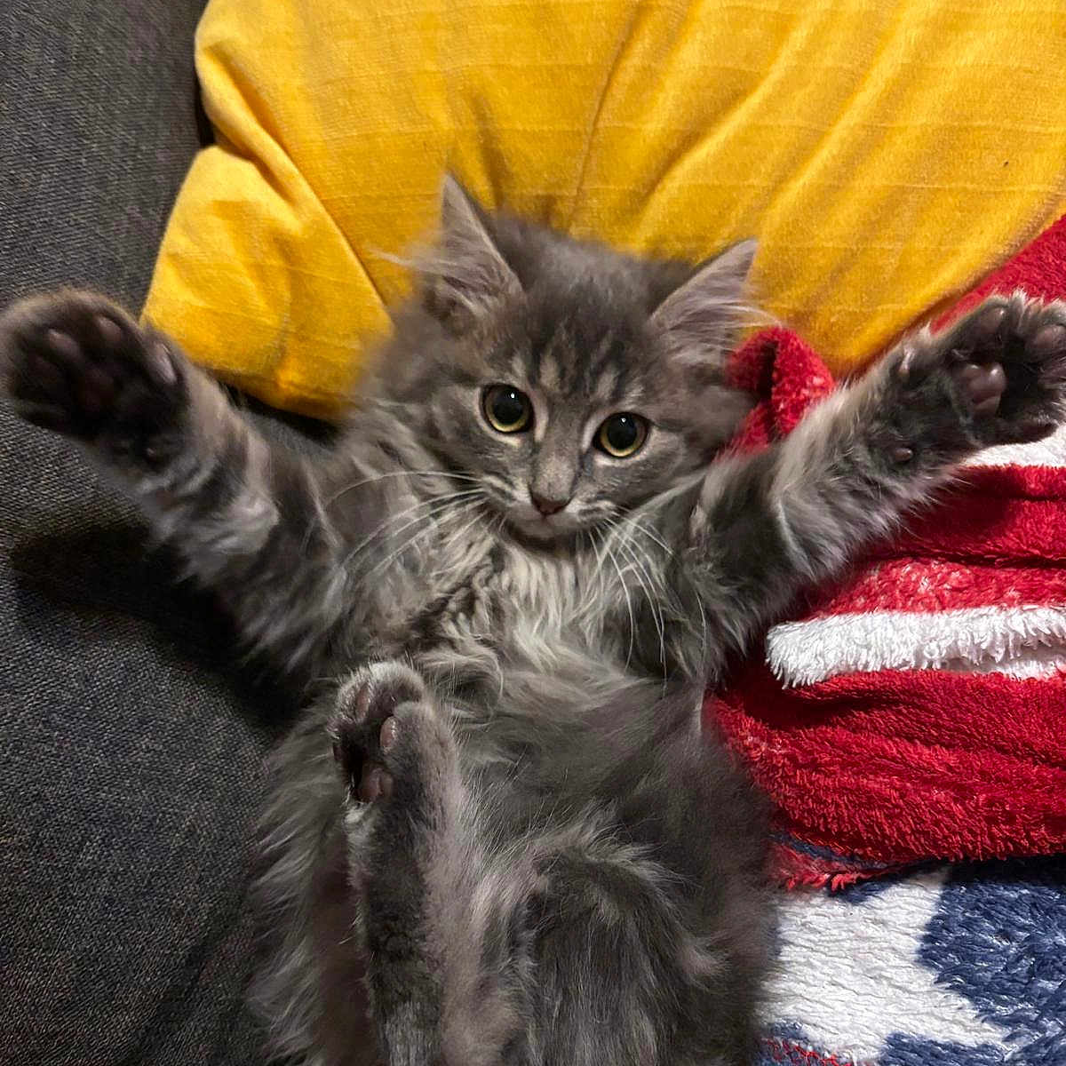 Amaya participe au concours pour gagner de l'argent avec cette photo : animal, blanket, cat, cozy, cute, domestic_cat, feline, fluffy, fur, gray_cat, indoor, kitten, lying_down, paw, pet, pillow, playful, relaxed, whiskers, young_cat