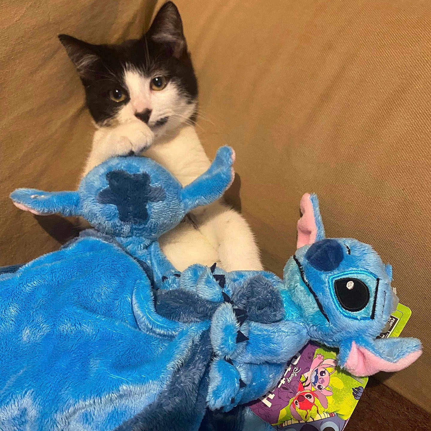 Filou a rejoint le concours — aidez-le/la à gagner de superbes lots ! animal, bed, blanket, cat, chaise, couch, cushion, furniture, hardwood, homedecor, kitten, laundry, manx, pet, plush, quilt, stainedwood, towel, toy, wood