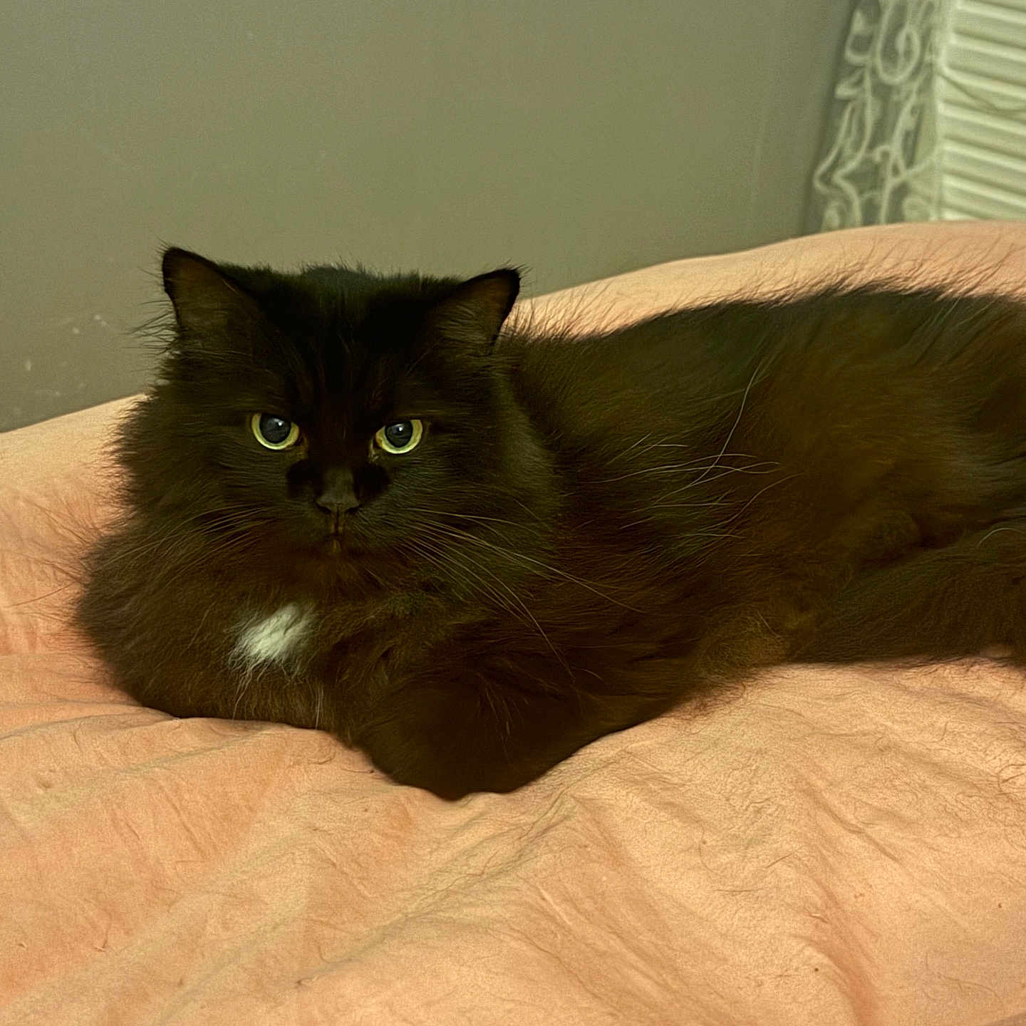 Reddy a rejoint le concours — aidez-le/la à gagner de superbes lots ! animal, bed, black_cat, blanket, cat, cozy, cute, domestic_cat, feline, fluffy, fur, green_eyes, indoor, looking, lying_down, pet, relaxed, resting, soft, whiskers