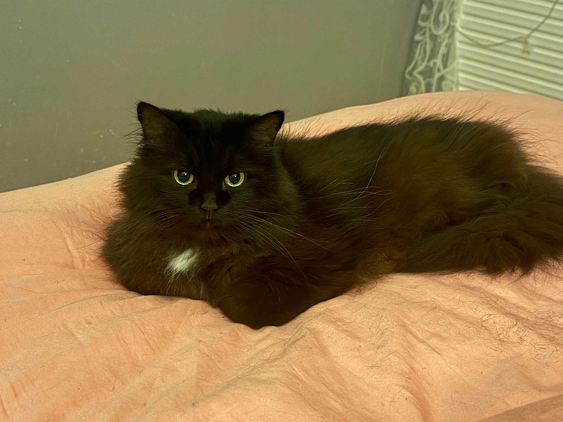 Reddy a rejoint le concours — aidez-le/la à gagner de superbes lots ! cat, black_cat, fluffy, pet, indoor, bed, blanket, resting, feline, animal, cute, green_eyes, looking, cozy, fur, lying_down, domestic_cat, whiskers, relaxed, soft