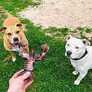 Casper is registered to the contest to win money with this photo: dogs, dog, pets, outdoor, grass, backyard, white_dog, brown_dog, animal, canine, collar, leash, toy, chew_toy, human_hand, playful, curious, portrait, daylight, sand