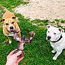 dogs, dog, pets, outdoor, grass, backyard, white_dog, brown_dog, animal, canine, collar, leash, toy, chew_toy, human_hand, playful, curious, portrait, daylight, sand