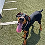 dog, doberman, puppy, tongue_out, happy, playful, pet, animal, outdoor, grass, green_turf, shadow, collar, canine, looking_up, sunny, daylight, ears, four_legs, black_and_tan