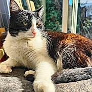 Pixel participe au concours pour gagner de l'argent avec cette photo : cat, black_and_white, feline, pet, indoor, sunlight, window, chair, wood, fur, relaxed, resting, whiskers, tail, paw, cozy, daylight, home, animal, close_up