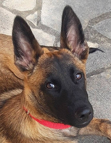 Haka participe au concours pour gagner de l'argent avec cette photo : belgian_shepherd_malinois, canidae, carnivore, collar, companion_dog, dog, dog_breed, east_european_shepherd, eye, fawn, german_shepherd_dog, head, herding_dog, old_german_shepherd_dog, snout, sporting_group, terrestrial_animal, whiskers, working_animal, working_dog