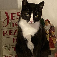 Ollie is registered to the contest to win money with this photo: cat, black_and_white, sitting, shelf, indoor, holiday, decoration, santa_figurine, feline, pet, animal, whiskers, ears, paws, tail, curious, household, festive, background, cozy