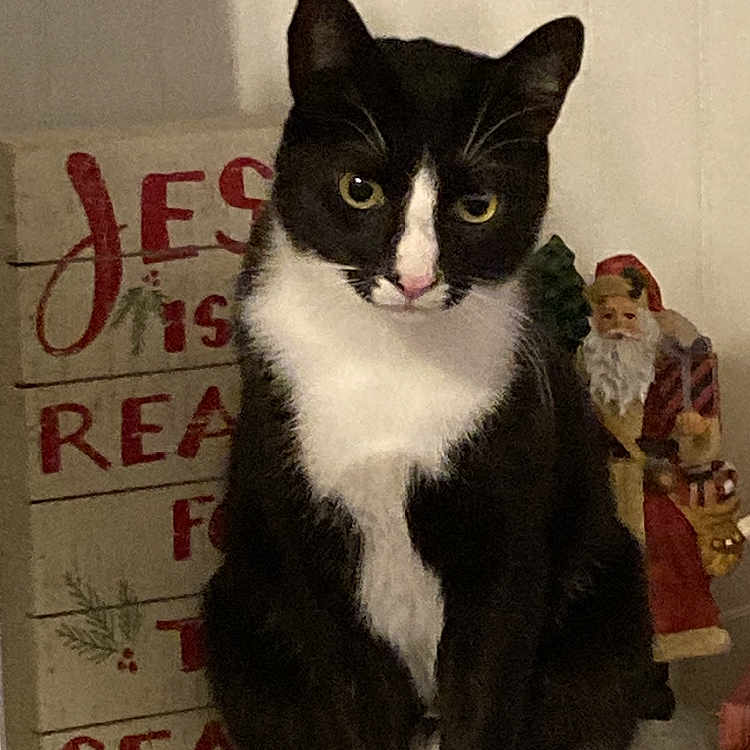 Ollie is registered to the contest to win money with this photo: animal, background, black_and_white, cat, cozy, curious, decoration, ears, feline, festive, holiday, household, indoor, paws, pet, santa_figurine, shelf, sitting, tail, whiskers