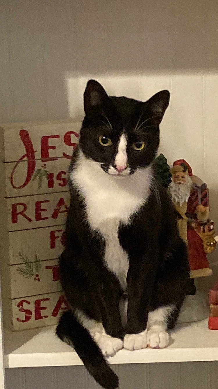 Ollie