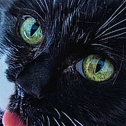 Ondine a rejoint le concours — aidez-le/la à gagner de superbes lots ! cat, close_up, green_eyes, black_and_white, whiskers, tongue_out, fur, pet, animal, face, cute, feline, portrait, indoor, detail, macro, muzzle, playful, expression, domestic_cat