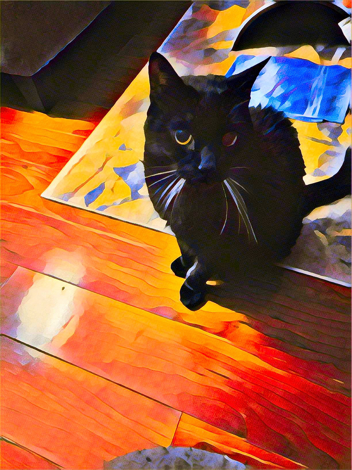 Jinx joined the competition — help win amazing prizes! art, black, carnivore, cat, electric_blue, felidae, floor, flooring, hardwood, laminate_flooring, light, orange, small_to_medium_sized_cats, snout, tail, tints_and_shades, varnish, whiskers, wood, wood_stain