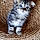 Olympe