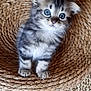 adorable, animal, blue_eyes, cat, close_up, curious, cute, feline, fur, indoor, kitten, natural_light, pet, portrait, sitting, small, soft, texture, woven, young