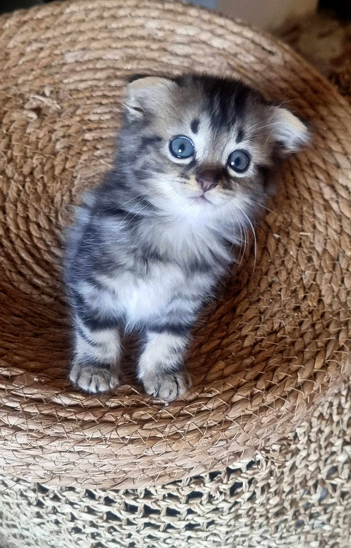 Olympe