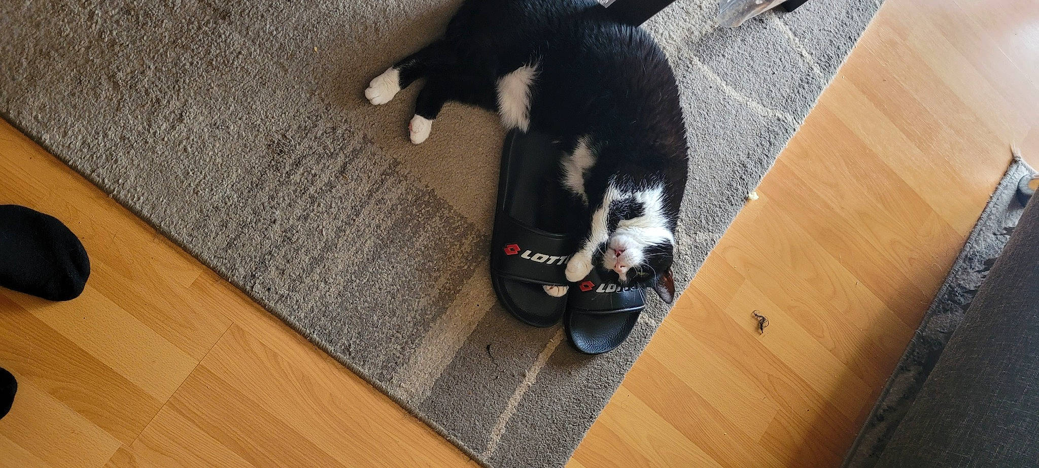 Chaussette a rejoint le concours — aidez-le/la à gagner de superbes lots ! canidae, carnivore, comfort, companion_dog, dog, dog_breed, felidae, floor, flooring, fur, grey, hardwood, laminate_flooring, pet_supply, small_to_medium_sized_cats, snout, tail, wood, wood_flooring, wood_stain