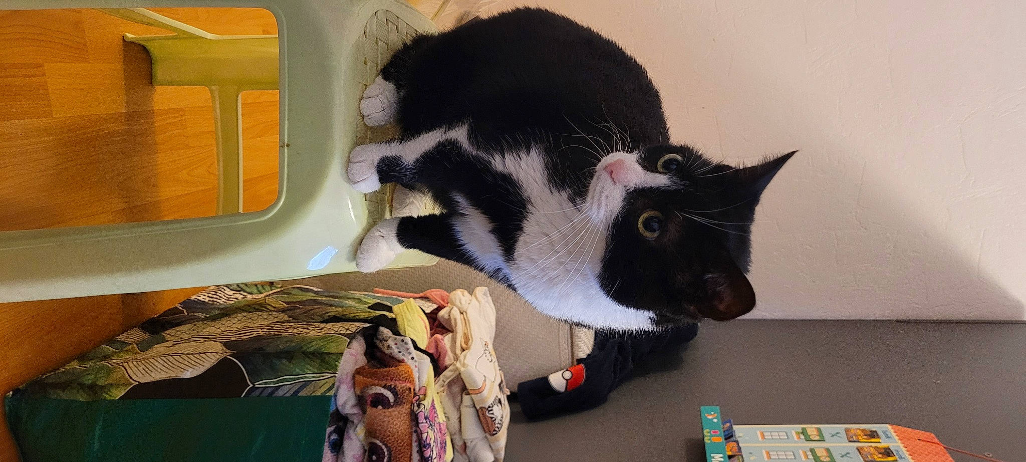 Chaussette a rejoint le concours — aidez-le/la à gagner de superbes lots ! automotive_tail_brake_light, bag, black_cat, carnivore, cat, comfort, domestic_short_haired_cat, felidae, fur, linens, room, small_to_medium_sized_cats, snout, tail, vehicle_door, whiskers, wood