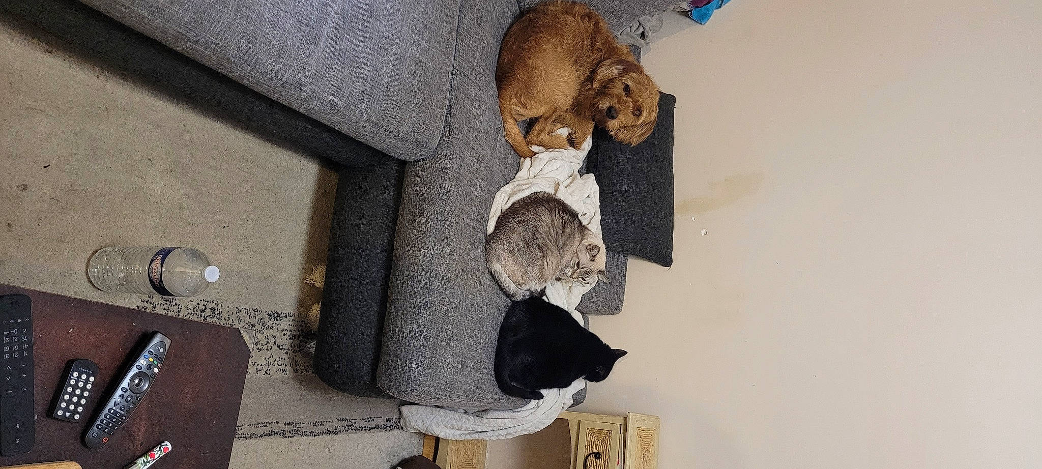 Chaussette a rejoint le concours — aidez-le/la à gagner de superbes lots ! art, concrete, fur, grey, room, sculpture, wood