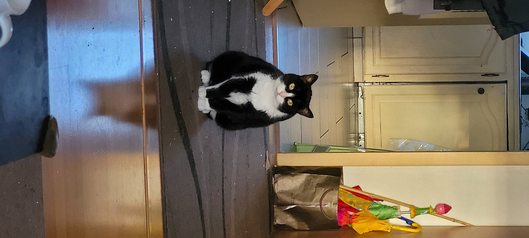 Chaussette a rejoint le concours — aidez-le/la à gagner de superbes lots ! animal_shelter, cabinetry, carnivore, cat, cupboard, domestic_short_haired_cat, felidae, flooring, fur, hardwood, pet_supply, refrigerator, room, small_to_medium_sized_cats, tail, terrestrial_animal, whiskers, wood