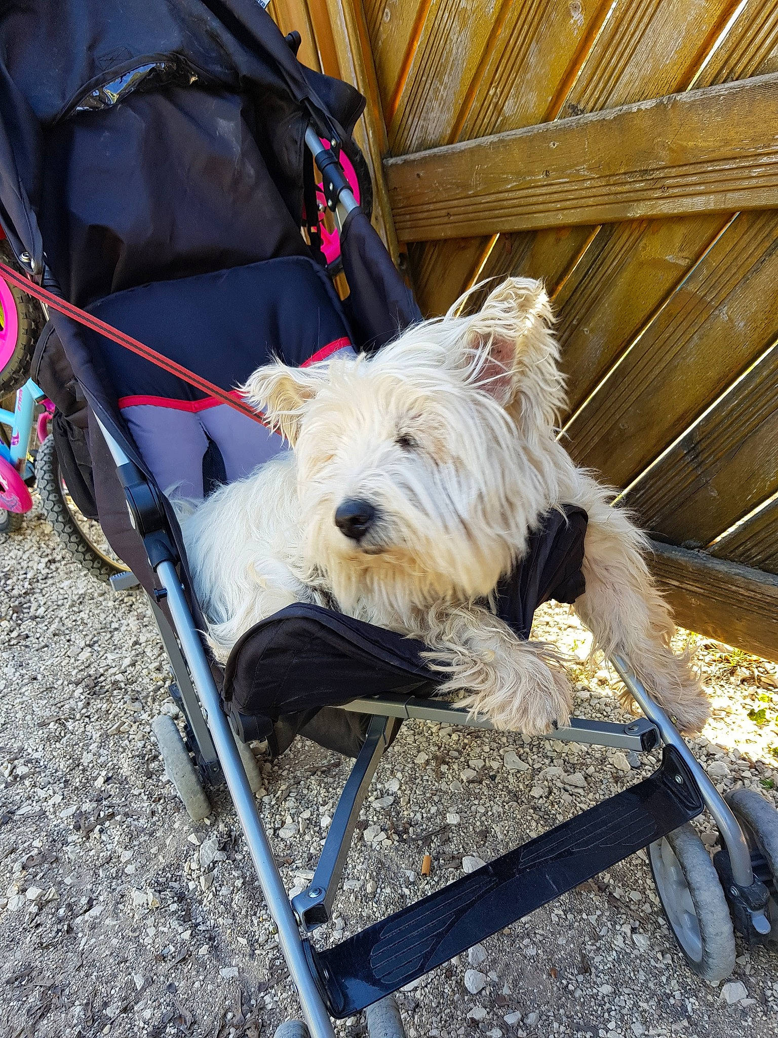 Homage A Wystiti a rejoint le concours — aidez-le/la à gagner de superbes lots ! canidae, carnivore, collar, companion_dog, dog, dog_breed, dog_supply, electric_blue, fashion_accessory, folding_chair, fur, leash, small_terrier, sporting_group, terrier, toy_dog, tracking_trial, wood, working_animal