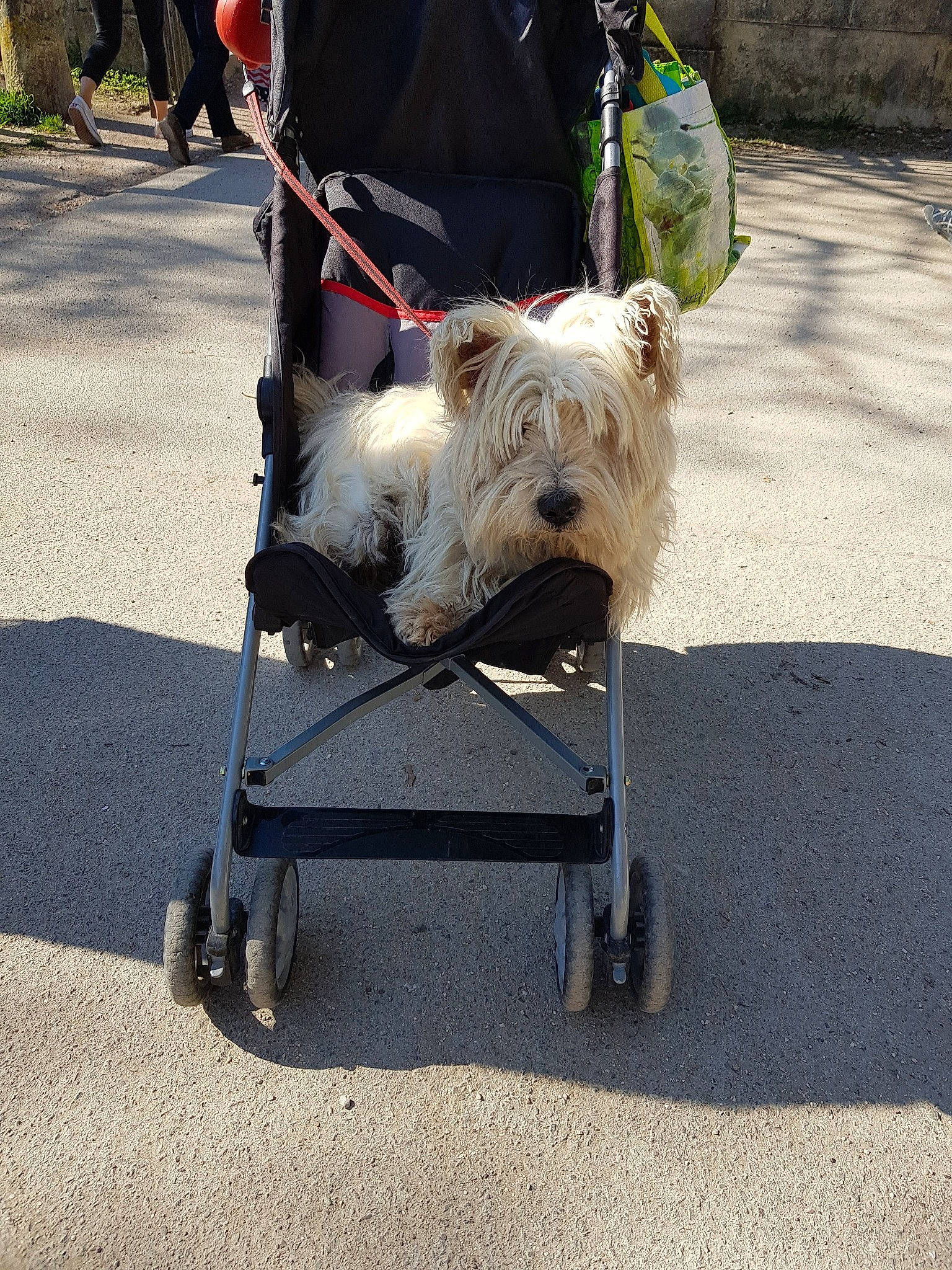 Homage A Wystiti participe au concours pour gagner de l'argent avec cette photo : asphalt, canidae, carnivore, collar, companion_dog, dog, dog_breed, dog_collar, dog_supply, fashion_accessory, fur, leash, pet_supply, road_surface, small_terrier, snout, sporting_group, terrier, toy_dog, working_animal