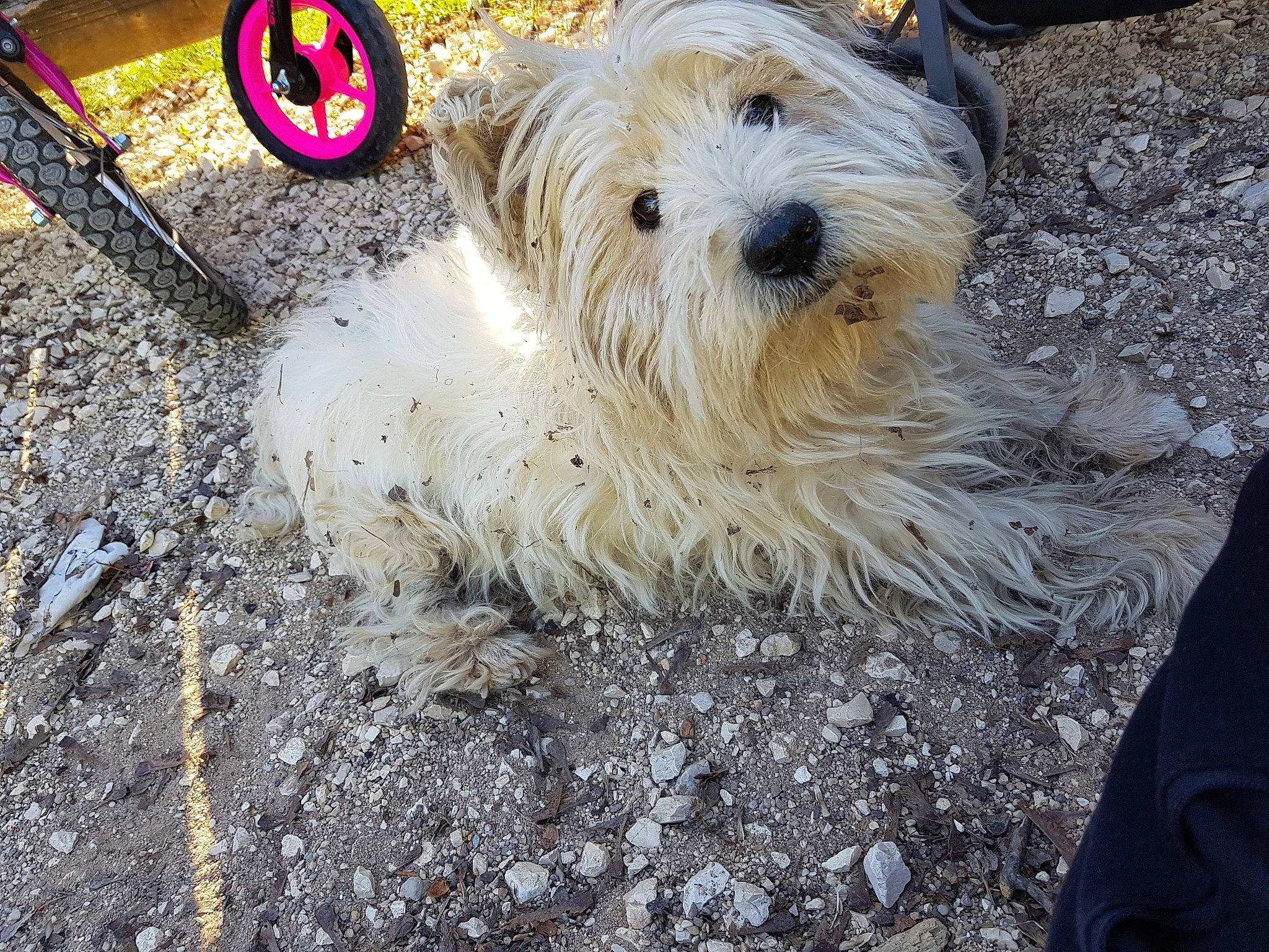 Homage A Wystiti participe au concours pour gagner de l'argent avec cette photo : asphalt, canidae, carnivore, companion_dog, dog, dog_breed, flooring, fur, non_sporting_group, poodle, road_surface, sapsali, sidewalk, small_terrier, soil, sporting_group, terrestrial_animal, terrier, toy_dog