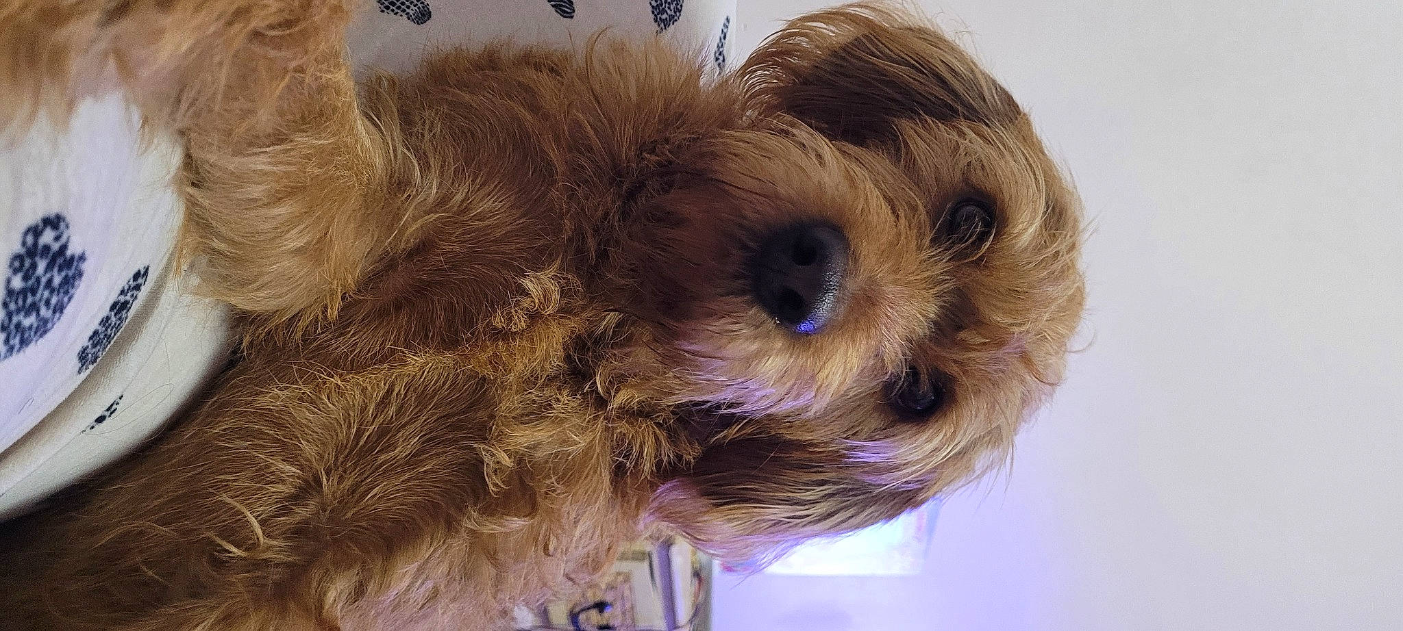 Pancho participe au concours pour gagner de l'argent avec cette photo : canidae, carnivore, child, companion_dog, dog, dog_breed, dog_supply, fawn, fur, liver, small_terrier, snout, sporting_group, stuffed_toy, terrier, toy, toy_dog, working_animal, yorkipoo, yorkshire_terrier