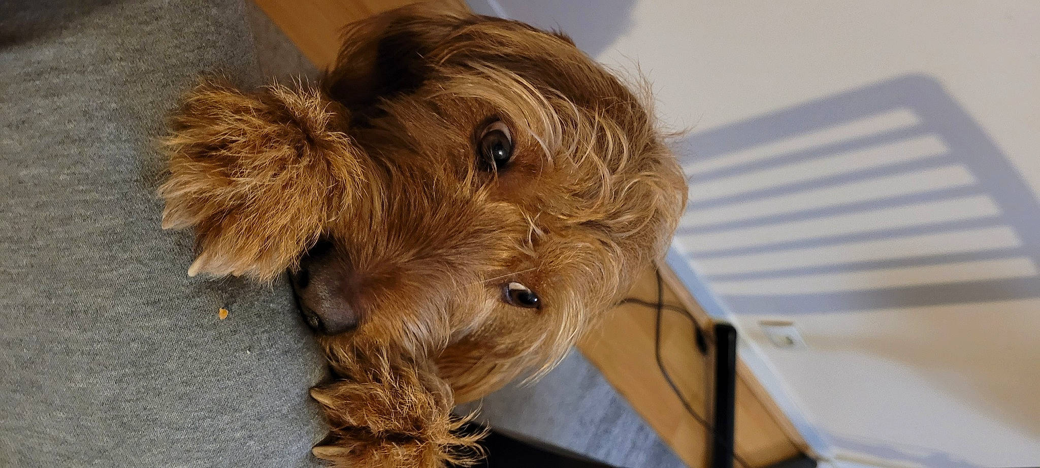 Pancho a rejoint le concours — aidez-le/la à gagner de superbes lots ! canidae, carnivore, companion_dog, dog, dog_breed, dog_supply, fawn, fur, liver, maltepoo, pet_supply, small_terrier, snout, sporting_group, terrier, toy_dog, water_dog, working_animal, yorkipoo